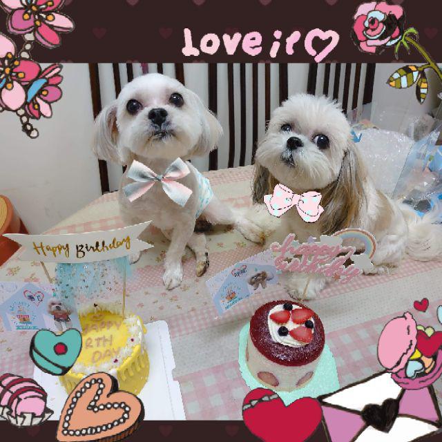 Ninija 犬貓 寵物蛋糕 Honey Pooh 寵物蛋糕 狗狗蛋糕 貓咪蛋糕 寵物生日 寵物 寵物慶生 寵物零食 蝦皮購物