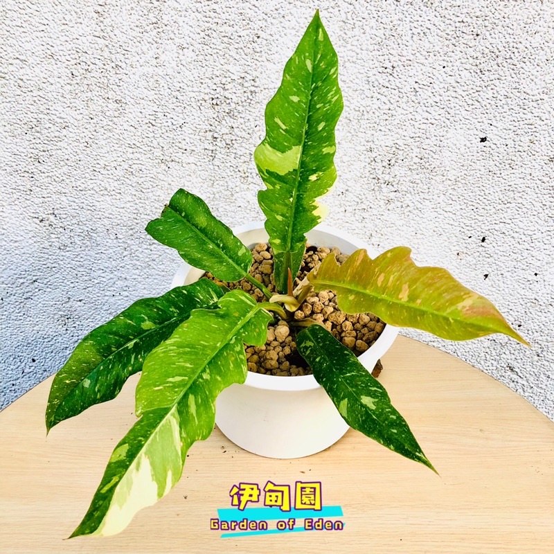 ☘️ 51【斑葉火之戒蔓綠絨 Philodendron 'Ring of Fire'】 6.5吋如意盆 $3700