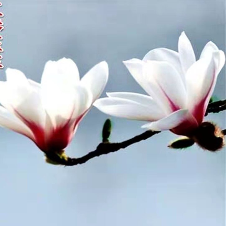 99up免運玉蘭花種子大全 白玉蘭黃玉蘭紅玉蘭廣玉蘭四季種植好養活花期香味不斷易種植花卉種子大全 蝦皮購物