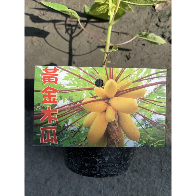 【花果聖地】～～黃金木瓜 木瓜苗 水果苗 3.5寸黑軟盆