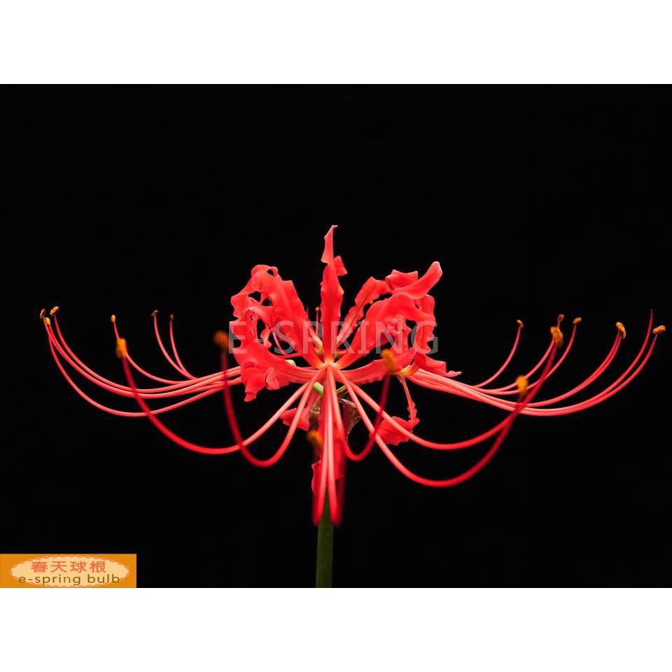 春天球根 日本紅花石蒜lycoris Radiata Herb 彼岸花曼珠沙華 蝦皮購物