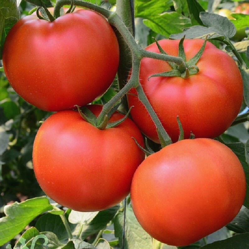 新鮮牛番茄！現採牛番茄🍅🍅（10斤）750