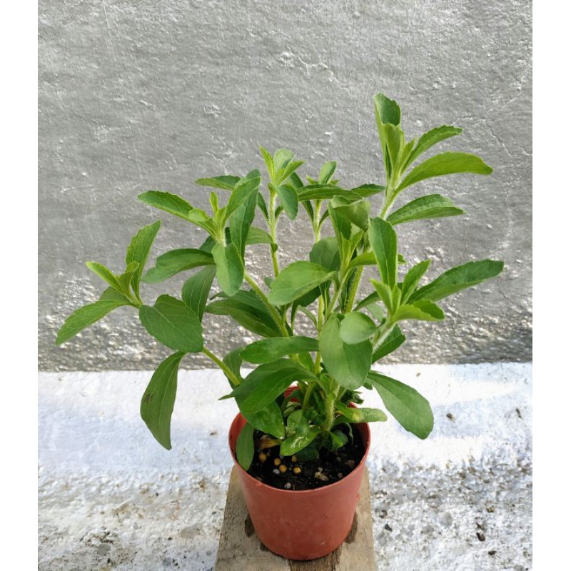 甜菊盆栽 2 5吋盆 香草盆栽甜葉菊 蝦皮購物