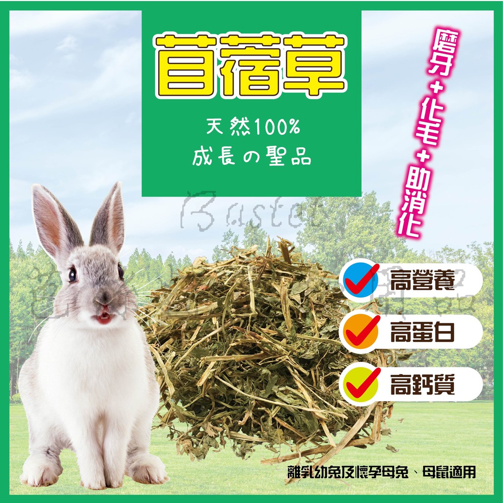 紫花苜蓿草兔子牧草新鮮天然兔子主食兔飼料寵物天竺鼠龍貓小動物無過篩 蝦皮購物