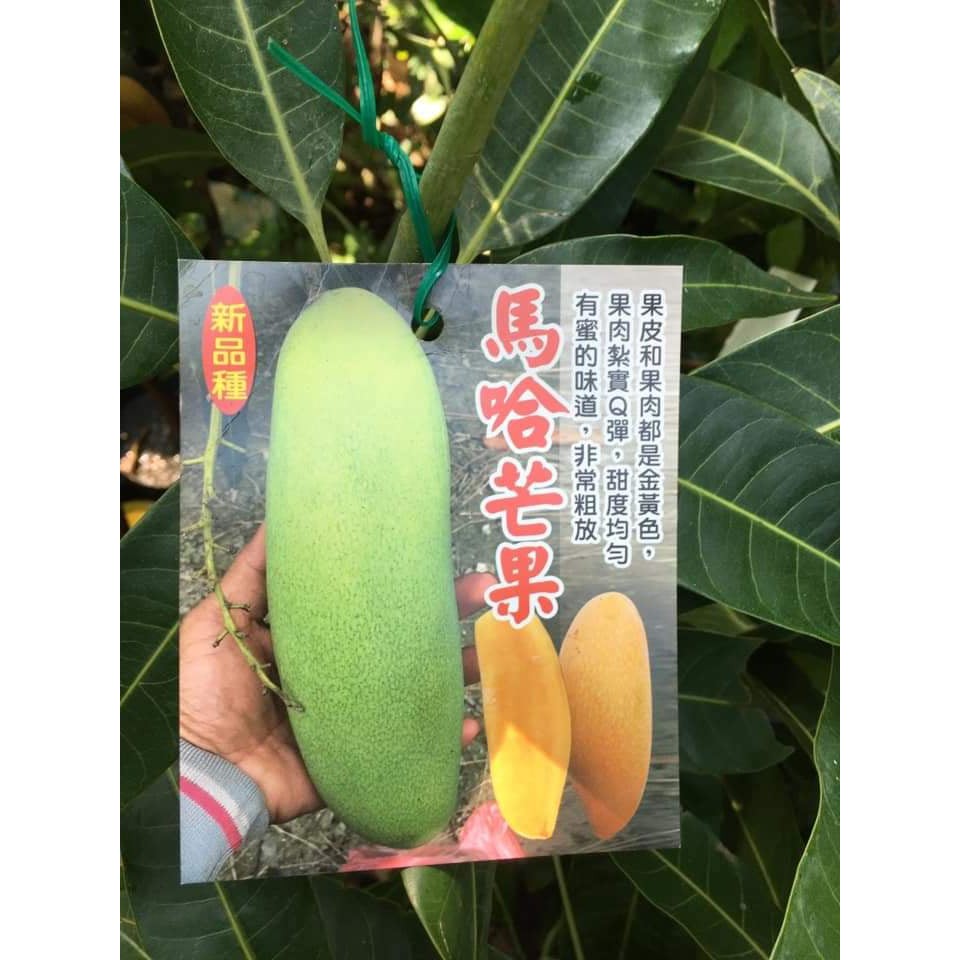 **小農之家*** 優質種苗 特殊品種芒果苗「 馬哈芒果」印尼引進芒果 嫁接苗 高約60-70cm