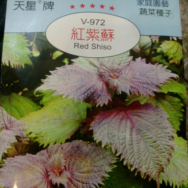 尋花趣紅紫蘇 香藥草種子 天星牌小包裝種子 蝦皮購物