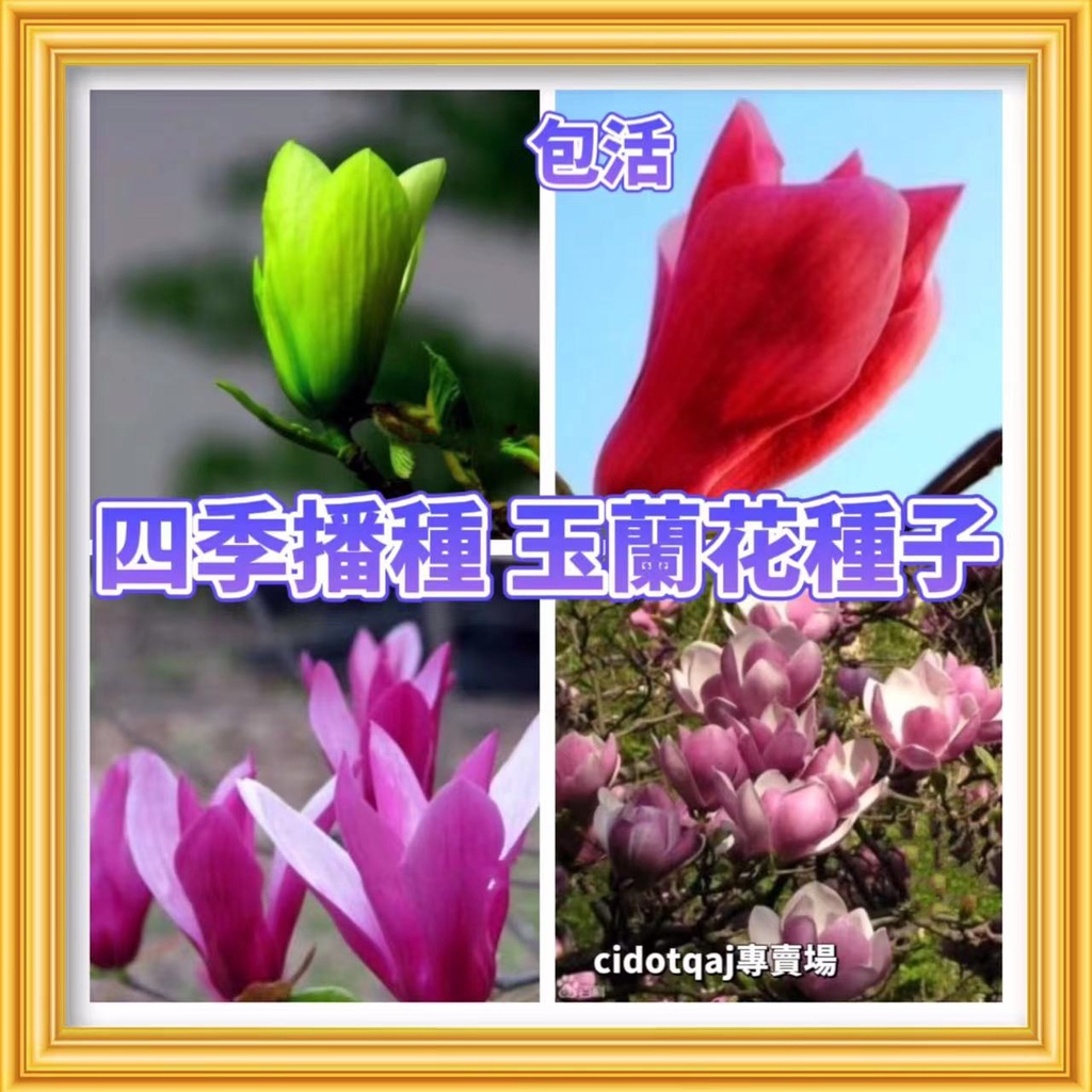 【💕台灣💋-桃園專賣園】百分之99發芽率 玉蘭花種子四季播種四季開花大型庭院易種易活紅黃白紫玉蘭花種子廣玉蘭花白蘭花種子