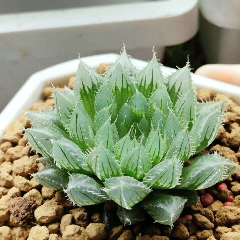 肉部屋o 18 百合阿福花科多肉植物haworthia 蝦皮購物