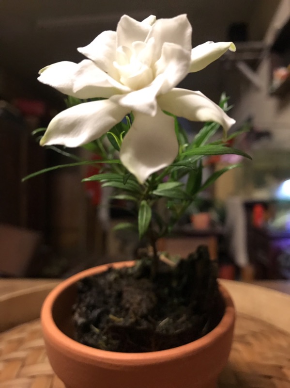 人非草木 綠水梔子花 喜代玉 蝦皮購物