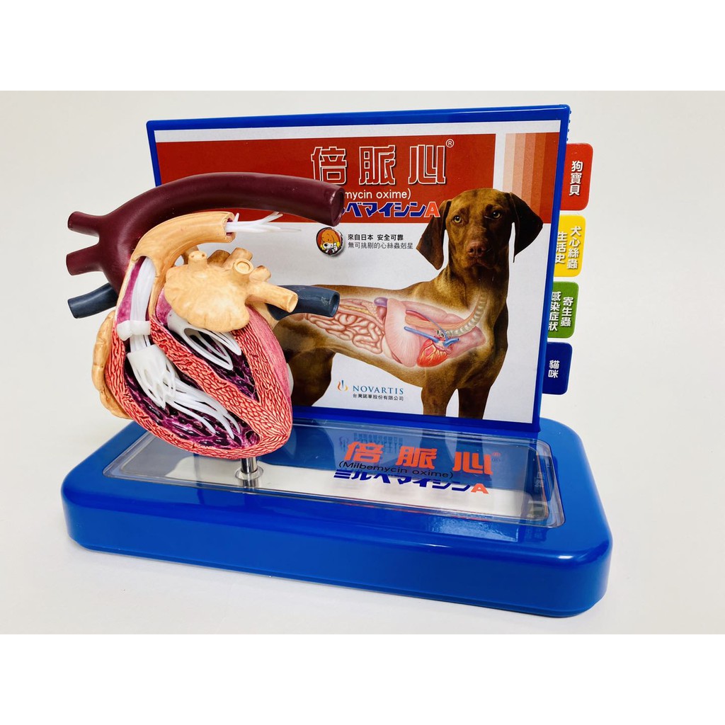 狗心絲蟲 心臟解剖模型 Canine Heartworm Model