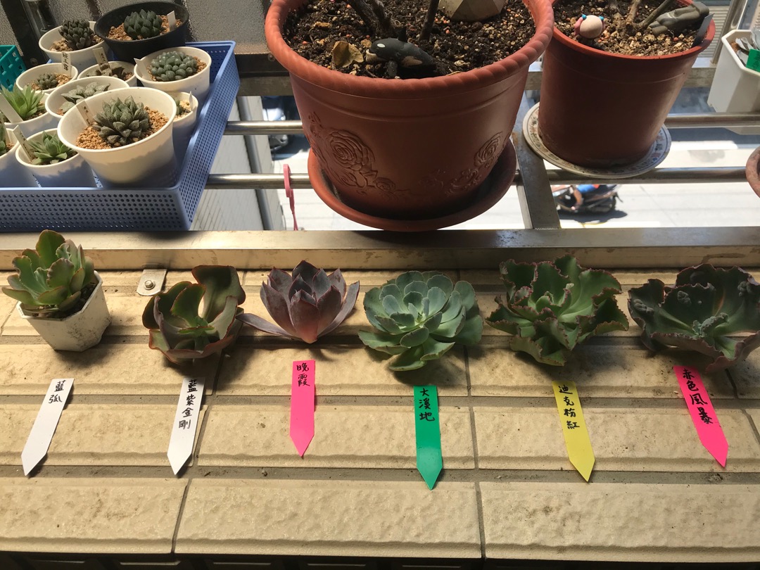 Sandra Garden 赤色風暴 捲肉多肉植物盆栽造景美化環境 蝦皮購物