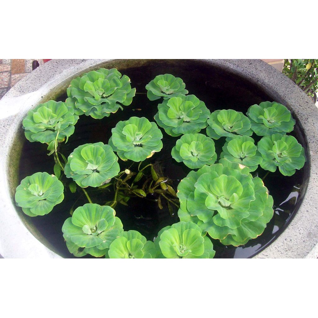 浮萍 優惠推薦 23年2月 蝦皮購物台灣