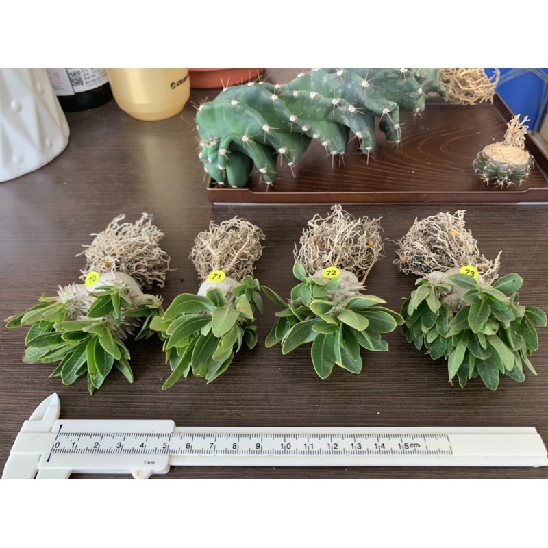 🌵這裡有掌🌵實生 惠比大黑 塊根多肉 仙人掌