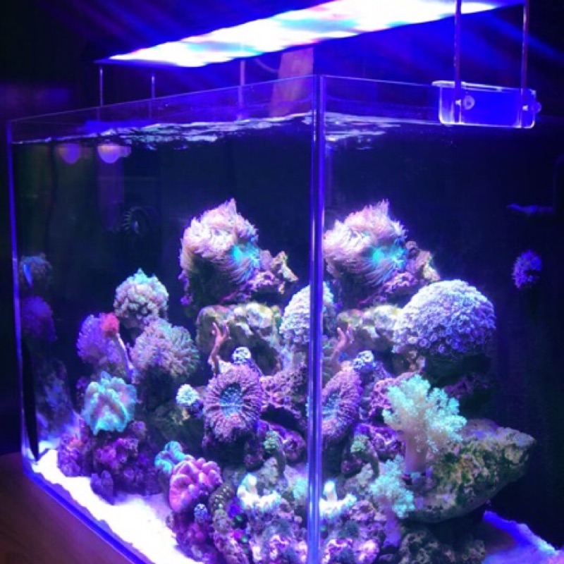 海水led 專業版全光譜日出日落led 寬頻藍通道加紫燈全光譜 Hk Gn總代理 蝦皮購物