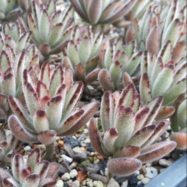 組盆小品 毛毛兔子肉小野兔萌萌小兔有根或無根多肉植物 蝦皮購物