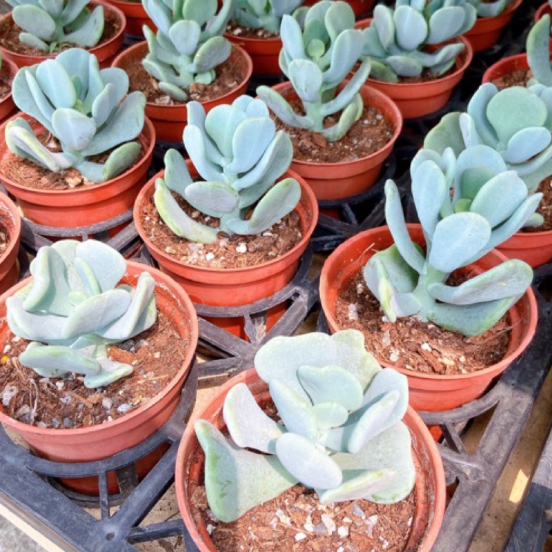 多肉植物 仙人掌 大妞妞 3吋盆 蝦皮購物