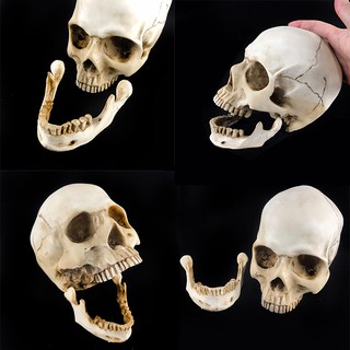 頭骨模型 骷顱頭 骷髏頭 分離式頭骨 大 成人頭骨 假頭骨 裝飾骷顱 上下顎分離 頭骨 萬聖節【W66000102】