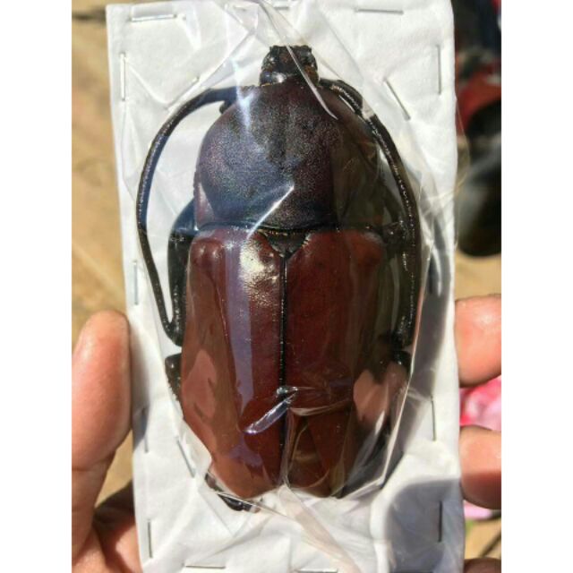 回憶集 茶色長臂金龜euchirus Longimanus 公母65 印尼希蘭島甲蟲金龜鍬型蟲兜蟲昆蟲標本乾貨 蝦皮購物