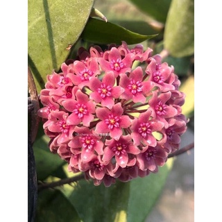 hoya hanhiae deep violet深粉漢妮