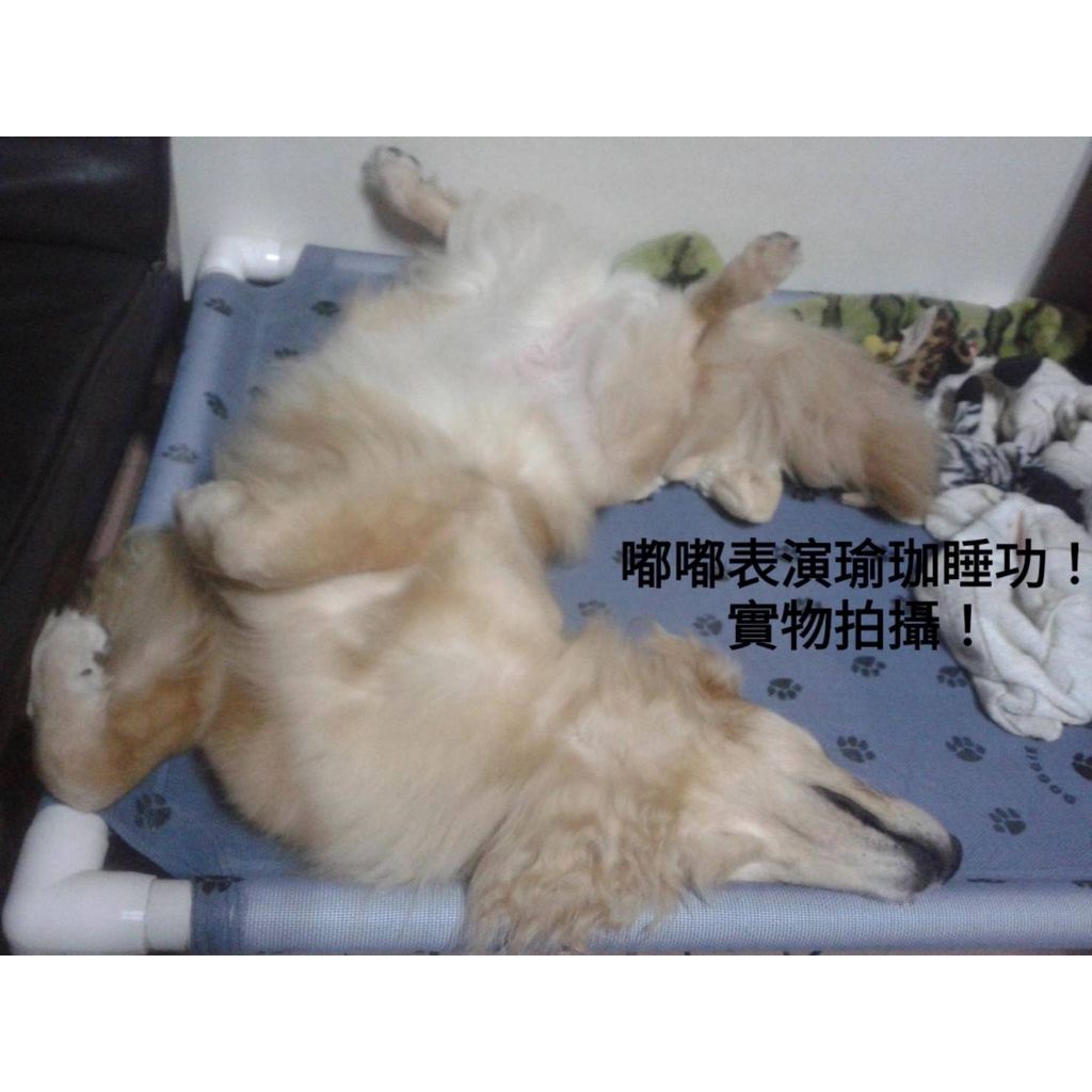 限面交！ 二手8成新！美國Doggie loungers高架床 行軍床 可拆洗 寵物床 透氣床 涼床 飛行床 防潮 舒適