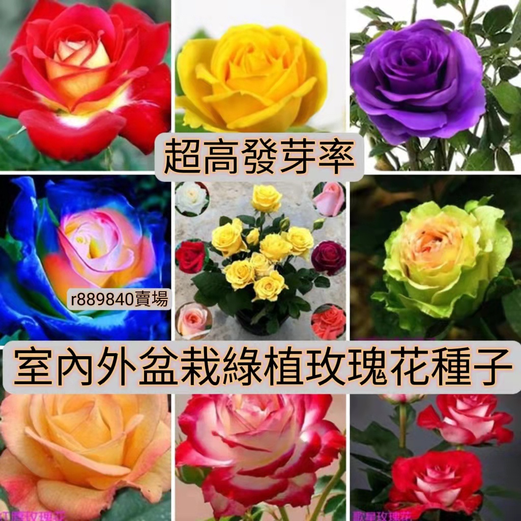 1🍓台灣💋玫瑰花種子 稀有品種 玫瑰種籽 超低價 室內外盆栽綠植