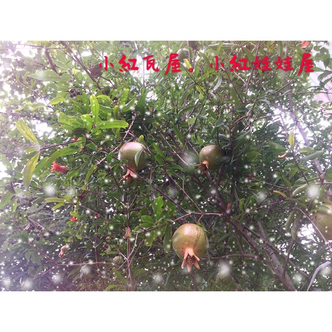 小紅瓦屋.石榴仟插枝條1支10元(樹苗種子)