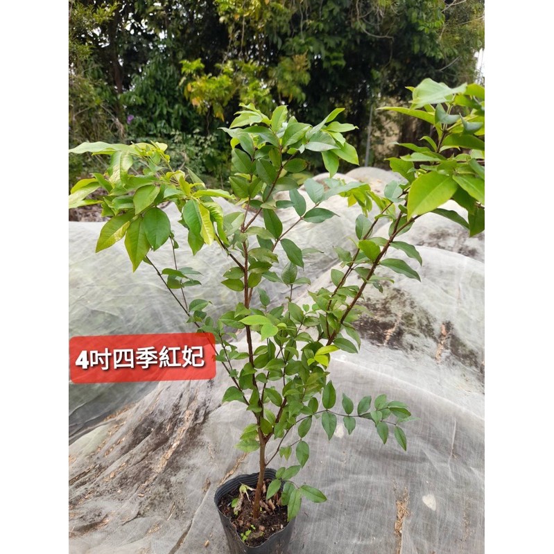 紅妃四季樹葡萄一棵120