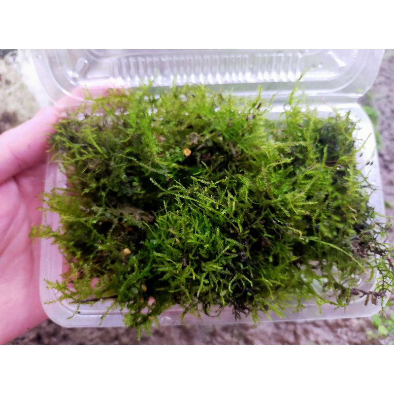 水草爆缸 莫絲水上葉 苔蘚 陰性草 蝦皮購物