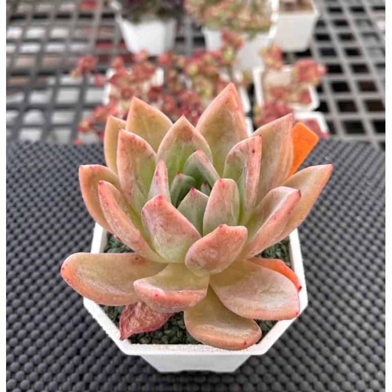 M0801 225多肉植物 寄せ植えに 8 12発送 Echeveria お名前つきません エケベリア 岡山在庫 韓国多肉植物 韓国苗 最高級のスーパー お名前つきません