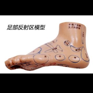 足部反射區模型19公分字型清楚一隻腳.