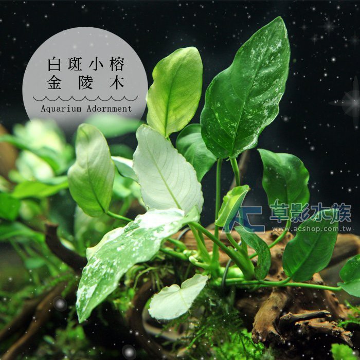 【AC草影】白斑小榕金陵木【一棵】陰性水草 陰性草