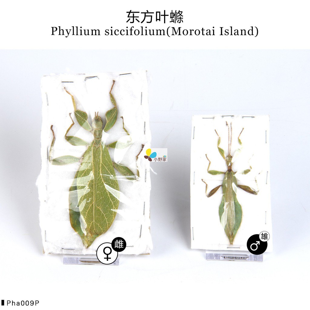 熱銷 雌雄一對東方葉螩phyllium Siccifolium Morotai Island 蝦皮購物