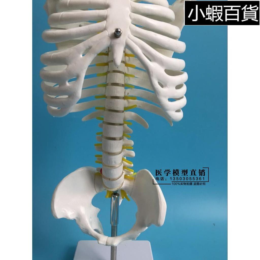 脊椎模型 3B Scientific GmbH カイロプ！整体！鍼灸！スポーツ！ 背骨 脊柱 骨格標本 模型 骨盤・大腿骨付き カイロ