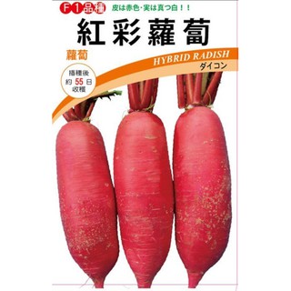 日本紅彩紅皮蘿蔔種子500粒80元