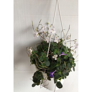 花囍園 季節花卉植物 紫蘭 花期長 春至秋季 蘭科 5吋高約 30cm 售1特價150 蝦皮購物