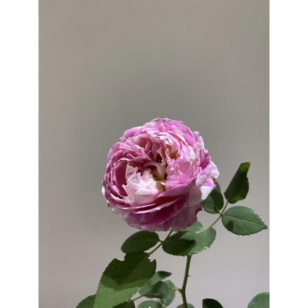 【JEWEL'S茱兒森林小舖】(玫瑰月季系列) 莫內 Claude Monet 粉白玫瑰花 粉 月季 植株 盆栽