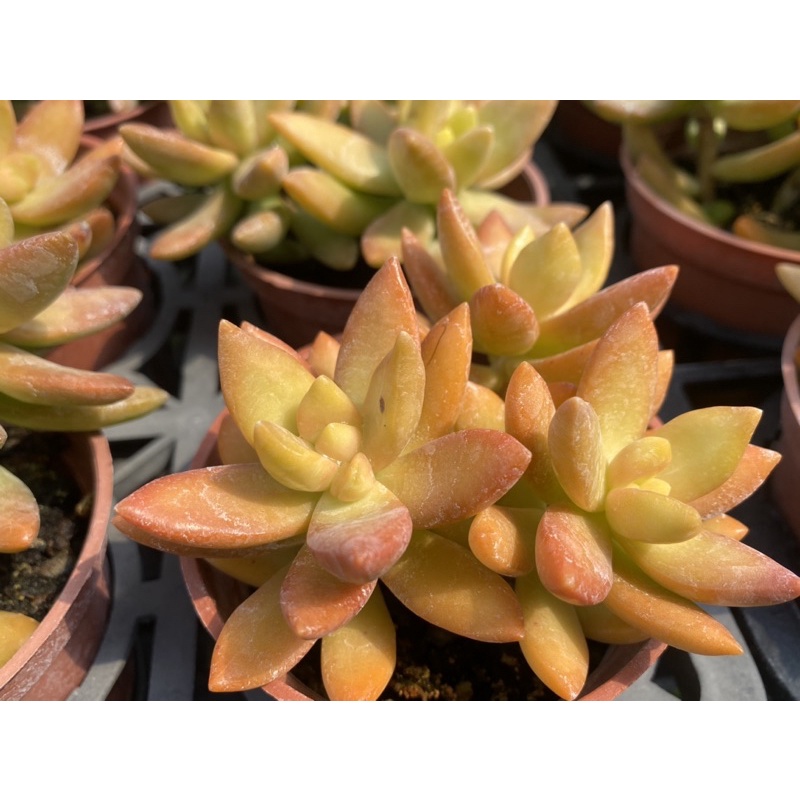 多肉好好買多肉植物銘月 蝦皮購物