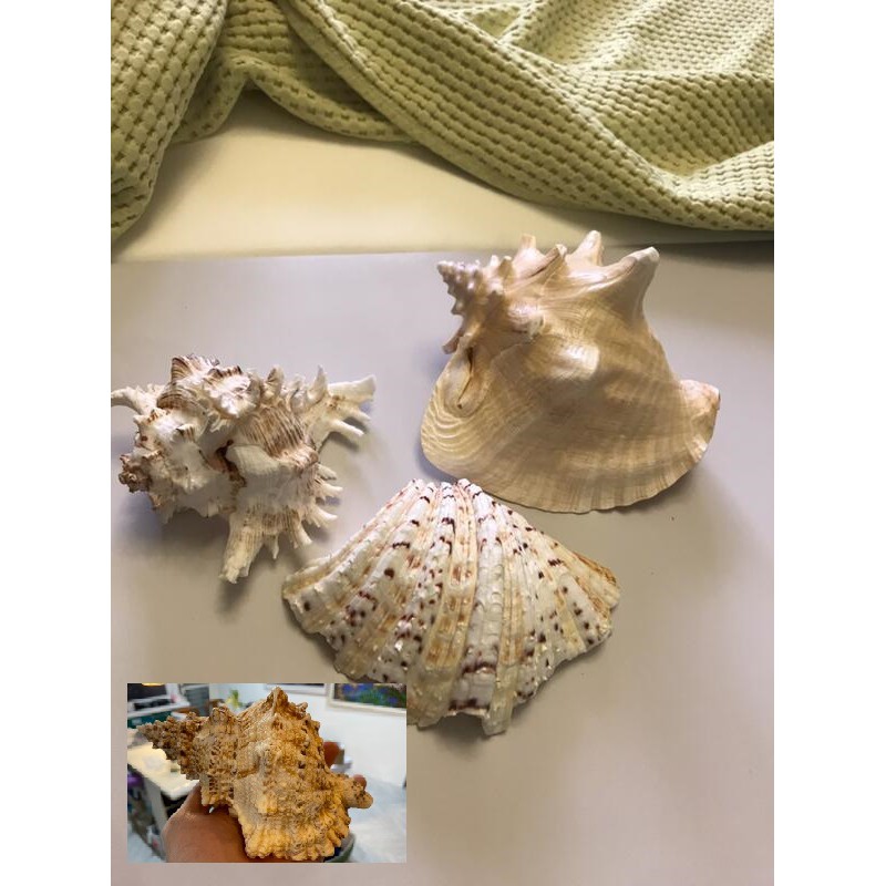 珊瑚と貝の置物 魚 红珊瑚 金運 財運 標本レベル 開運 【公式通販】