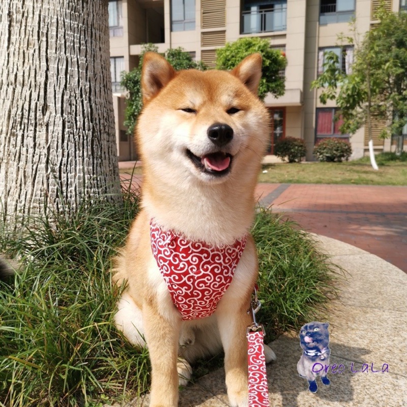 未就学資金選ぶ犬唐草 Pioneerbaptistschool Com