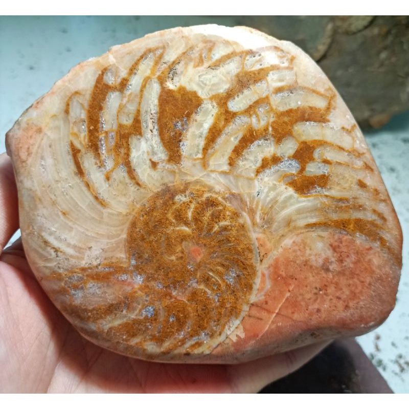 [程石] 中國甘肅  鸚鵡螺化石