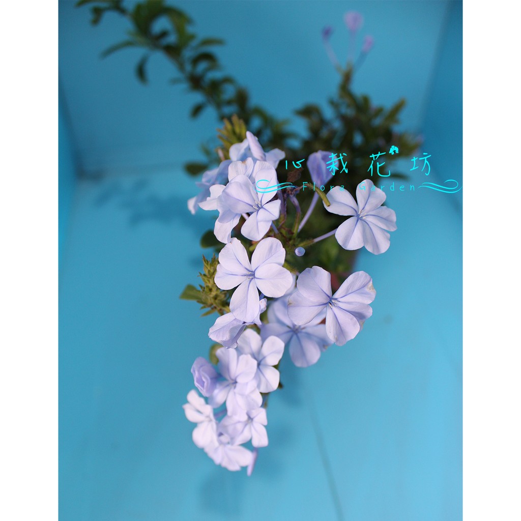 心栽花坊 藍雪花 5吋 開花植物 觀花植物 售價1特價100 蝦皮購物