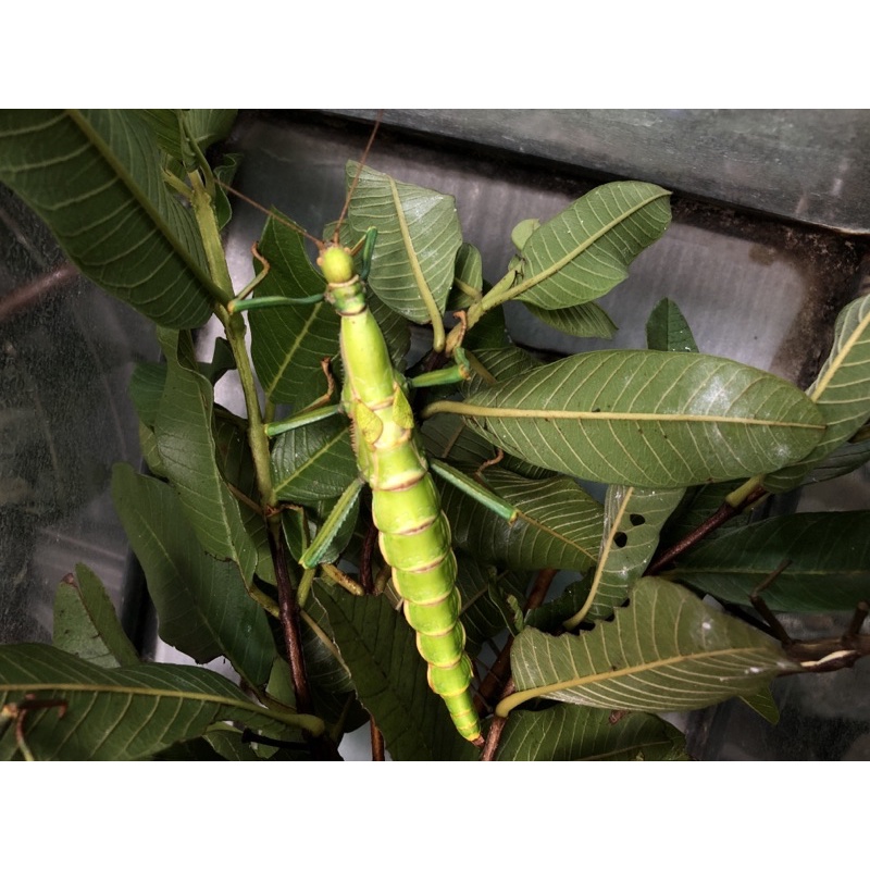 鳳凰花園 綠椒竹節蟲卵 寵物 昆蟲 模型 蝦皮購物