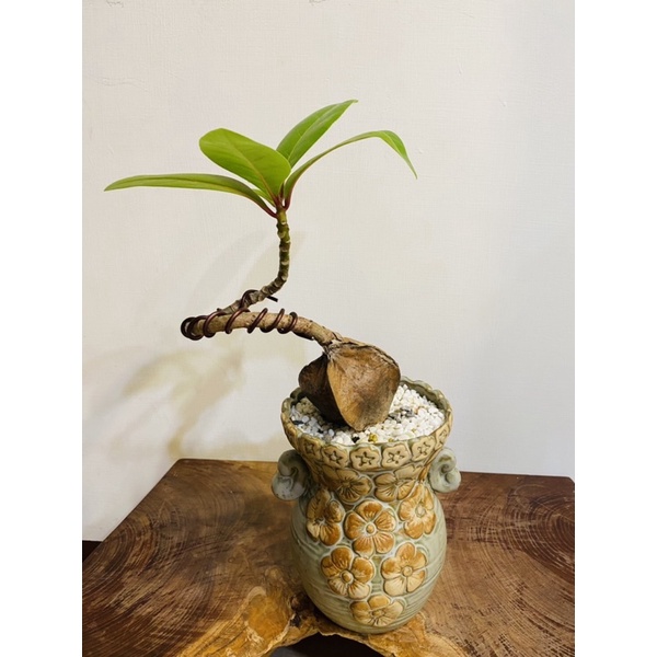 土耕棋盤腳塑型成品棋盤腳盆栽 蝦皮購物