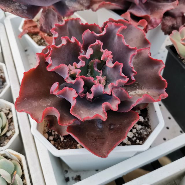 多肉植物 大卷葉 赤色風爆 蝦皮購物