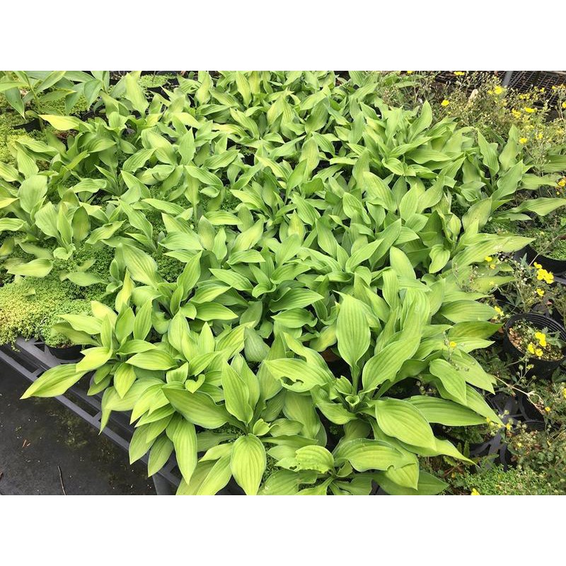 百草園工作室 玉簪花 玉簪是一種優良的耐陰植物 既可觀葉又可觀花 蝦皮購物