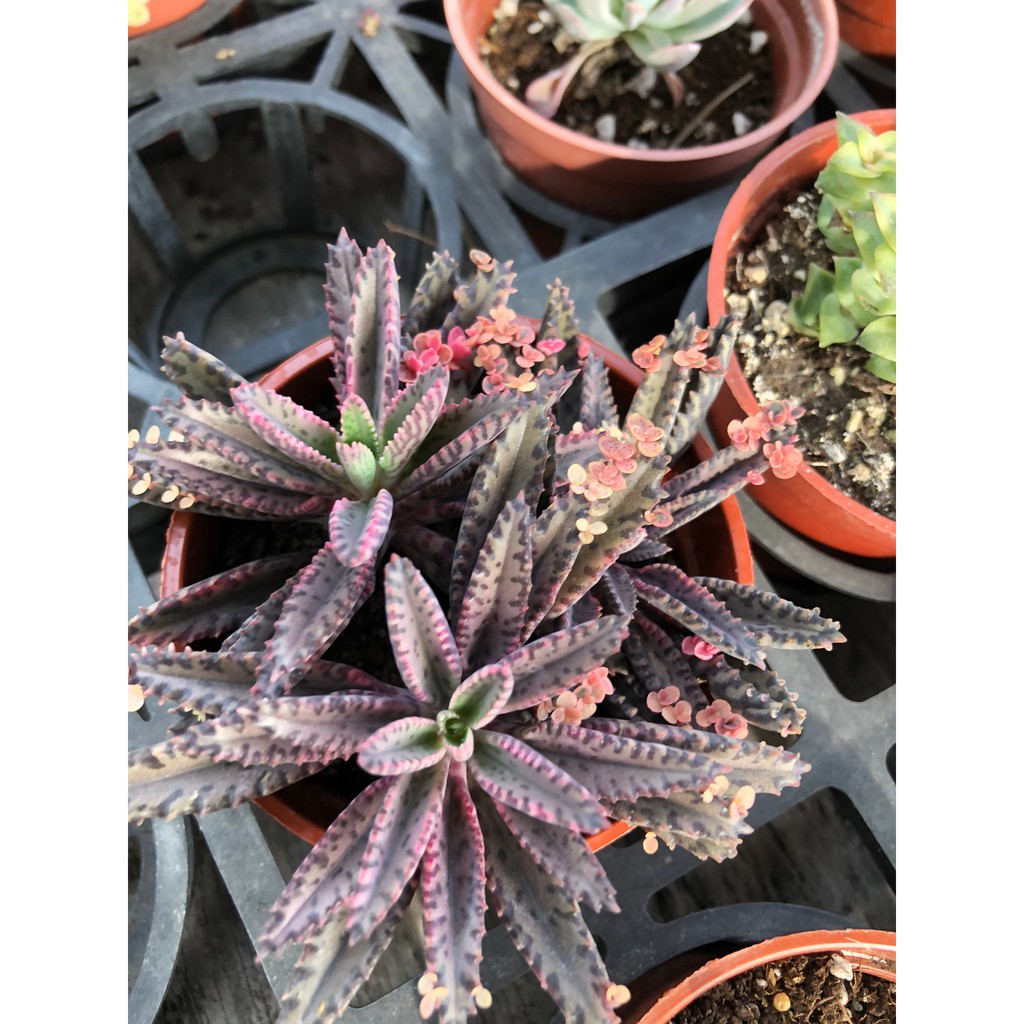 花花世界 多肉植物 不死鳥錦 顏色多變 3吋盆 2株 高5cm Ma 蝦皮購物