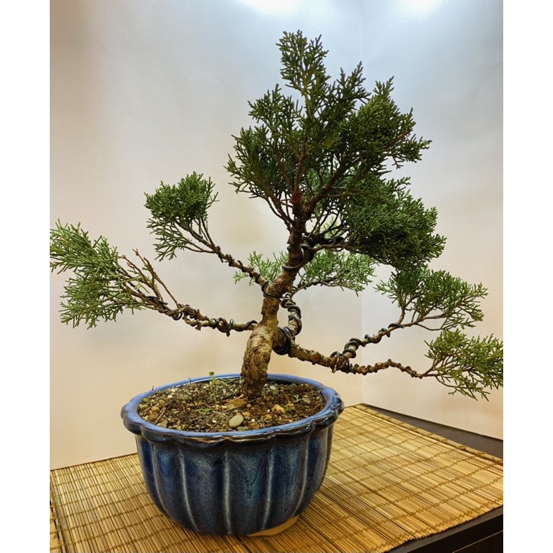 真柏盆栽 拍賣 評價與ptt熱推商品 21年4月 飛比價格