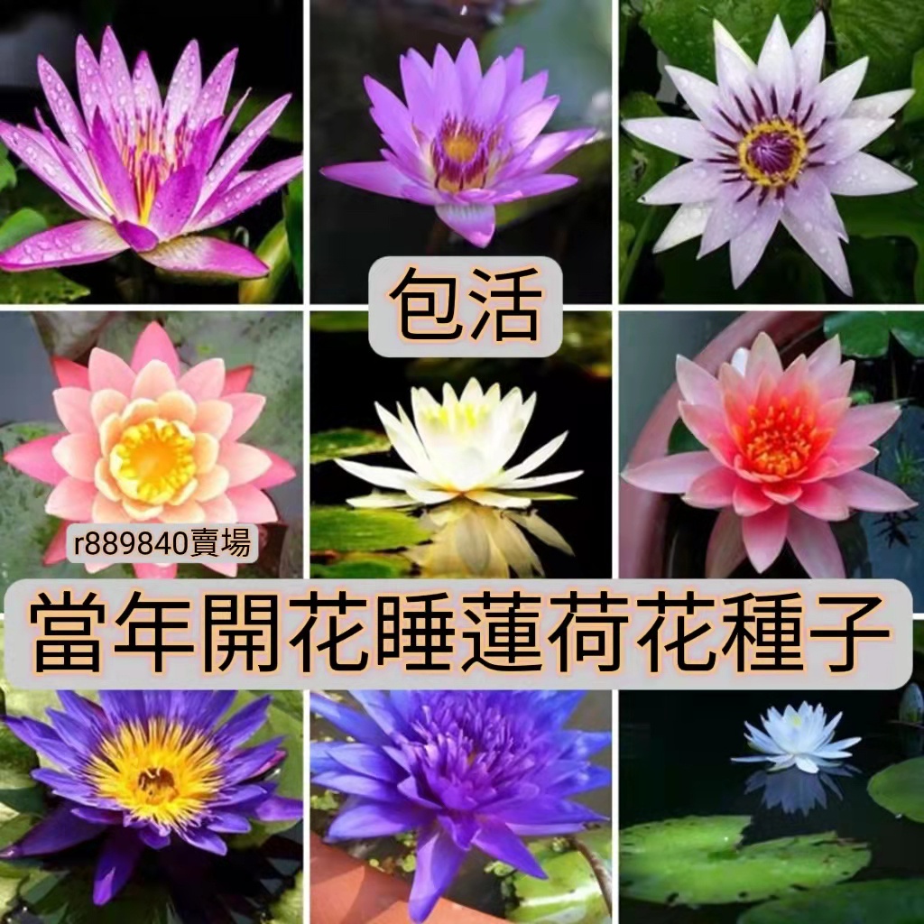 1🍓台灣💋睡蓮荷花種子當年開花 3元1粒 睡蓮種子 碗蓮種子 荷花種子 已開口水培植物