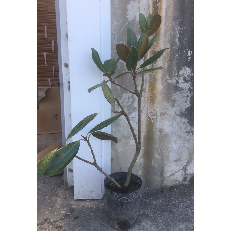 花囍園 觀賞花卉 木蓮花 俗名荷花玉蘭 花色雪白 5吋高約30 35cm 特價255 蝦皮購物