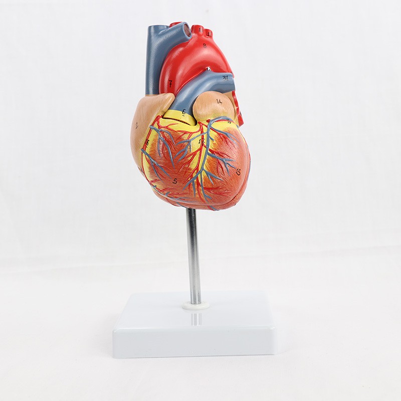 人體1:1自然大心臟人體器官B超彩超心臟解剖模型醫學教學MXZ001
